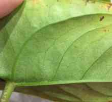Anthurium: choroby listov na fotografii, ako liečiť rastlinu