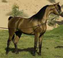 Arabské plnokrvné kone, fotografie koní