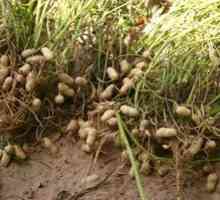 Arašidy: rysy pestovania a starostlivosti, užitočné a škodlivé vlastnosti