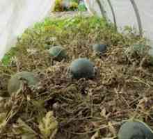 Vodové melóny: popis, výsadba, kultivácia