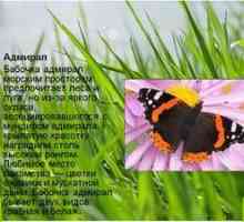 Butterfly Admiral: popis, jarná forma, charakteristika druhu