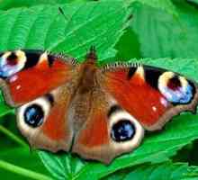Butterfly Peacock Eye: Vlastnosti a vlastnosti