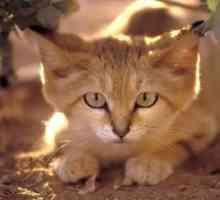 Barkhan mačka: popis piesočných mačiek