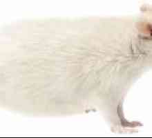 Biela krysa - čo sníva, interpretácia snovovej knihy