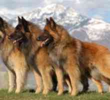 Belgický ovčiak - charakteristika plemena psov