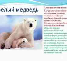 Ľadové medvede: ich biotop a všeobecné charakteristiky