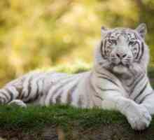 Biely tiger - exotické zviera