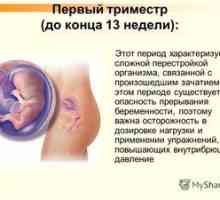 Tehotenstvo 12 týždňov: koľko zmien sa vyskytuje za 3 mesiace?