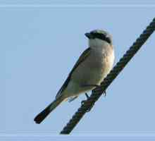 Dravý vták bez strachu - Shrike