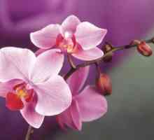 Choroby a škodcovia orchideí. Vlastnosti liečby