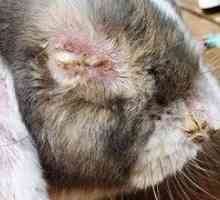 Choroby králikov, ich príznaky a liečba