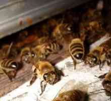Choroby včiel: popis a liečba