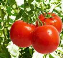 Choroby paradajok: fotografie, popis, liečba a prevencia