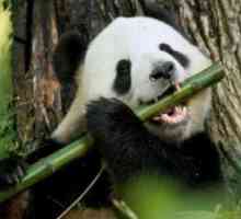 Veľký panda alebo bambusový medveď