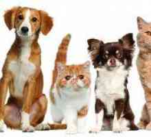 Braveto pre psov a mačky: návod na použitie, princíp konania
