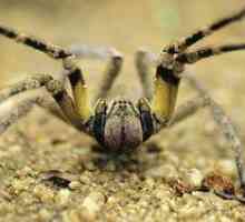 Brazílsky putujúci pavúk vojak