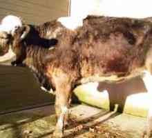Brucelóza u kráv: príčiny, symptómy a liečba