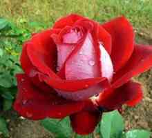 Hybridné čajové ruže: popis, výsadba a starostlivosť