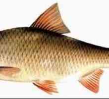 Chebak alebo sibírsky roach je ryba, ktorá je príjemná na lov