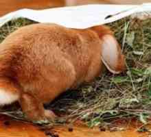 Ako nakŕmiť dekoratívny králik doma
