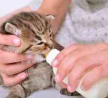 Čo kŕmiť mačiatka za 1 mesiac: rysy výživy detí