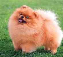 Čo kŕmiť Pomeranian Spitz: 3 schémy na kŕmenie šteňa