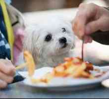 Čo kŕmiť šteňa hračkárskeho teriéra - všetky pravidlá vyváženej stravy