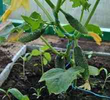 Lepšie kŕmiť uhorky v skleníku