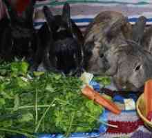 Nemôžete nakŕmiť králiky a čo môžete pridať do svojho jedla