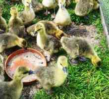 Čo je nevyhnutné na to, aby sa kŕmili goslings v domácnosti?