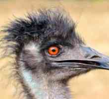 Čo je neobvyklé o emu, kde žije vták