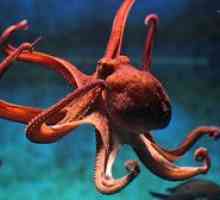 Čo sa živí chobotnicou a štruktúrou chápadiel, oka, zobáka