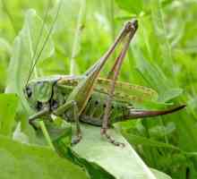 Čo sa živí zeleným kobylkou a prečo to chrastíte?