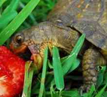 Čo korytnačky jedia v prírode a doma