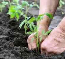 Ako kŕmiť paradajky po výsadbe v pôde: hnojivá paradajky