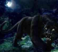 Čierny panter je jaguár alebo leopard. Popis plemena