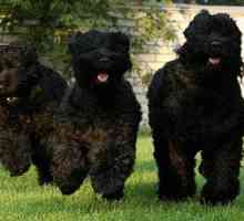 Čierny teriér: známy ruský pes