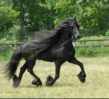 Čierna perla Frisia - Frízsky plemeno koní