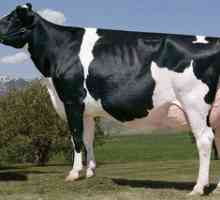 Čierne plemenné kravy: charakteristika