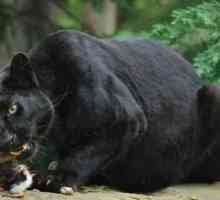 Čierny leopard: popis druhu, kde žije, spôsob správania
