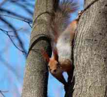 Čo vezú veveričky, ako môžete nakŕmiť veveričky v parku?