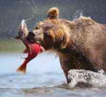 Čo medveď jesť: Predator potraviny v lese v lete a zime
