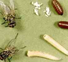 Čo jedia rôzne druhy múch a ich larvy
