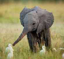 Čo slony jedia v zajatí a vo voľnej prírode