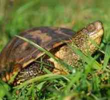 Čo a ako často by mali byť riečne korytnačky doma