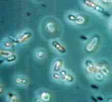 Čo sú anaeróbne baktérie a anaeróbne infekcie?