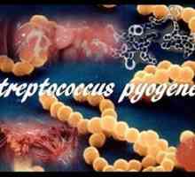 Čo je to streptokok pyogenes: liečba Streptococcus