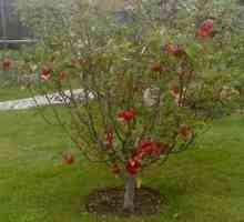 Čo môžete umiestniť pod jabloň na záhrade