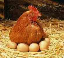 Čo musíte urobiť na výrobu kuracích jedál na vajciach