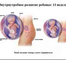 Čo sa stane na trinástom pôrodnom týždni tehotenstva